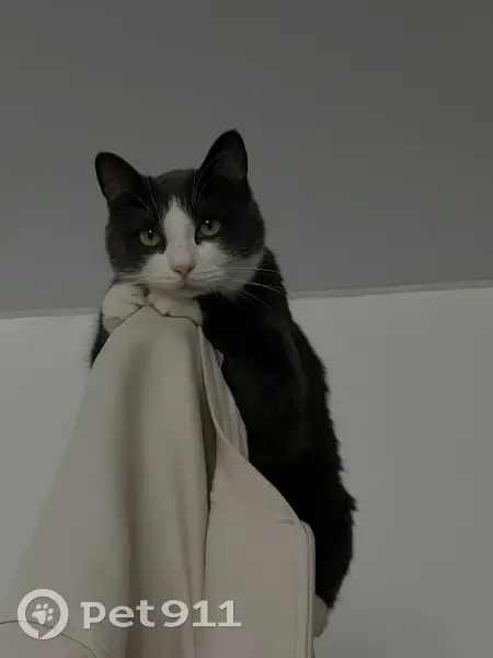 Пропал кот, улица Трухинова, 20, Северодвинск - серый с белой мордочкой - photo