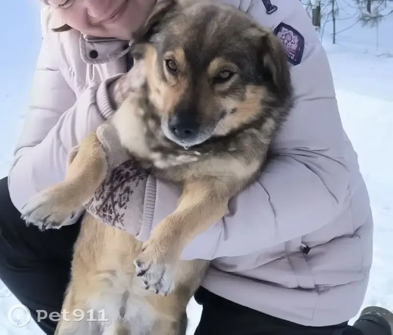 Пропал собака, Есаульский, Челябинская область - добрый и осторожный пес - photo