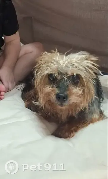 Пропала собака, мужской, 22, Путь-Ях - йоркширский терьер с горбинкой - photo