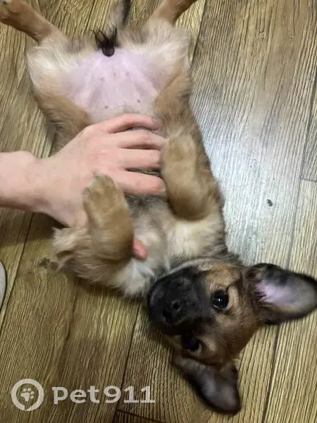 Пропала собака, женский пол, улица Горького, Салехард - каштановая - photo