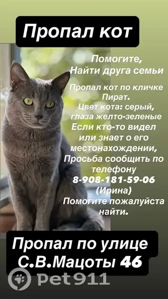 Пропал кот, улица С.В.Мацоты, 46, Новочеркасск - серый, зеленые глаза - photo