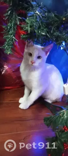 Пропал кот, Беломорский муниципальный округ, Карелия - белый с рыжим на хвосте - photo