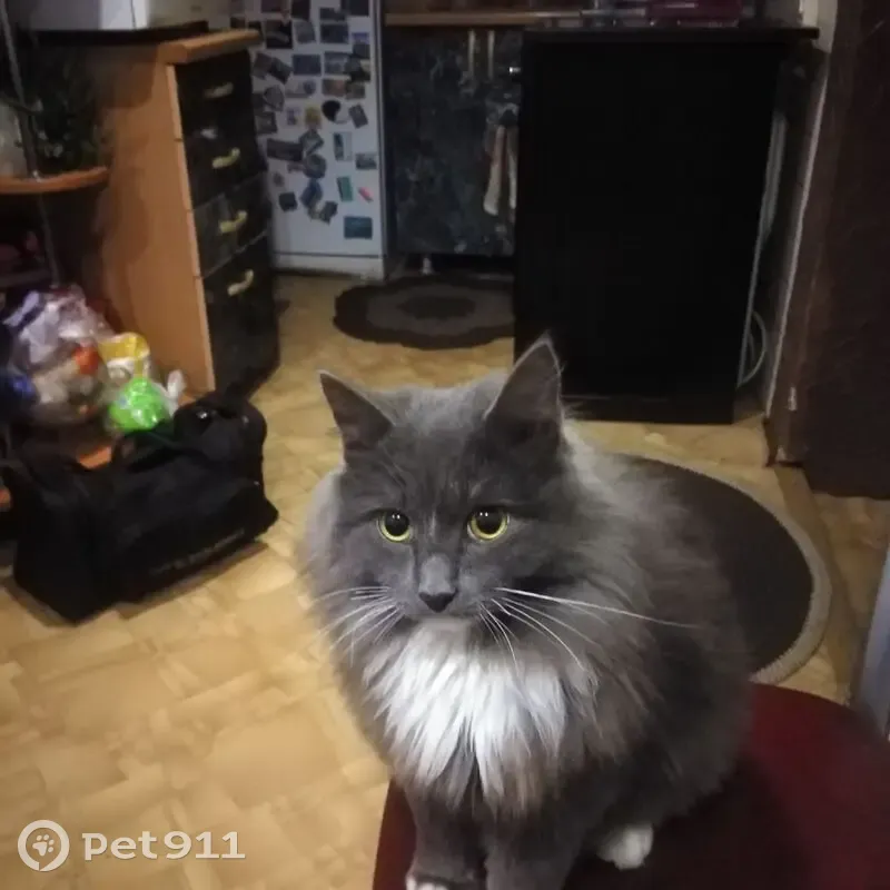 Пропал кот, Ачинск, Красноярский край - темно-серый, белые лапы - photo