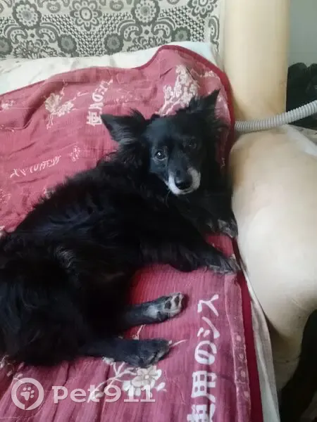 Пропал собака, улица Малышева, Невьянск - чёрная маленькая - photo