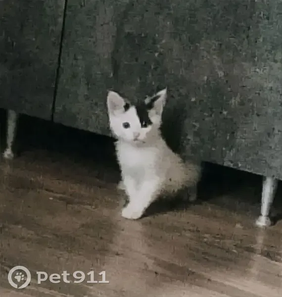 Пропал кот, Лесная улица, Москва - не кастрированный - photo