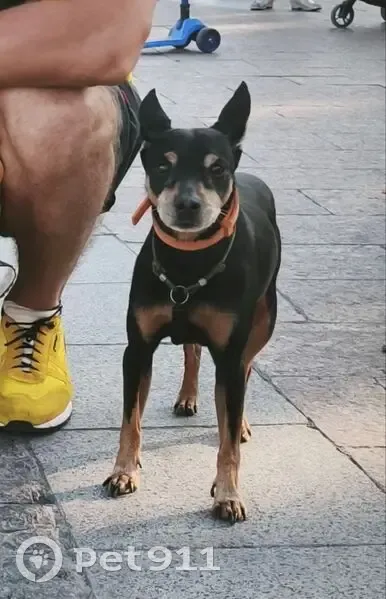 Пропал собака, Краснолиманская улица, 19А, Москва - цвергпинчер, кобель по кличке Джек - photo