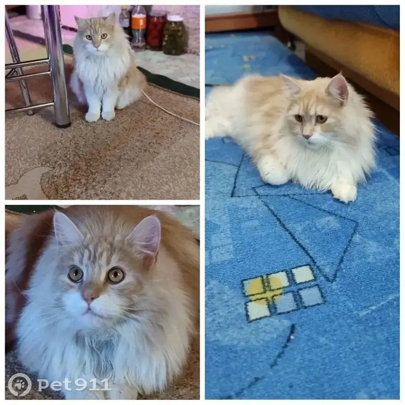 Пропал кот, Подболотская улица, 78, Муром - светло-бежевый, помесь с мейн-куном - photo