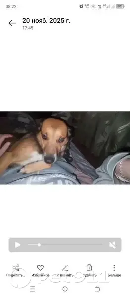 Пропала собака, мужской, Бульварная улица, 91, Новозыбков - белый ошейник - photo