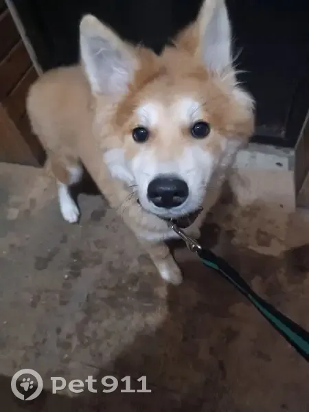 Пропала собака, Бутурлиновка, Воронежская область - рыжая с белым животом и большими ушами - photo