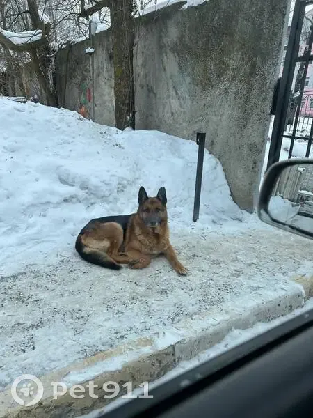 Пропал собака, проспект Станке Димитрова, 69, Брянск - немецкая овчарка, край левого уха сверху откусан - photo