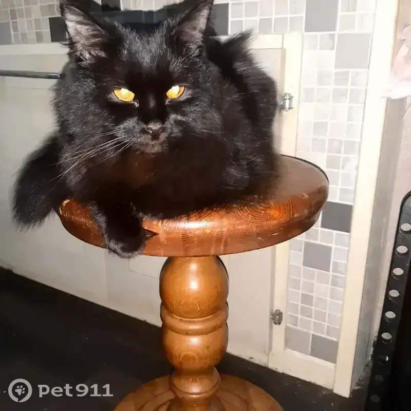 Пропала кошка, проспект Ленина, 60, Волжский - чёрный окрас, молоденькая - photo