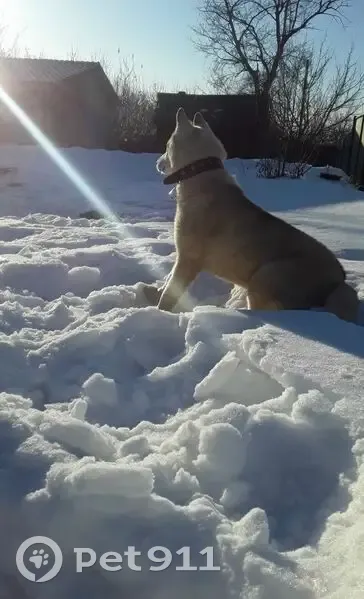Пропал собака, Пионерская улица, 10, Луговой - порода хаски маламут - photo