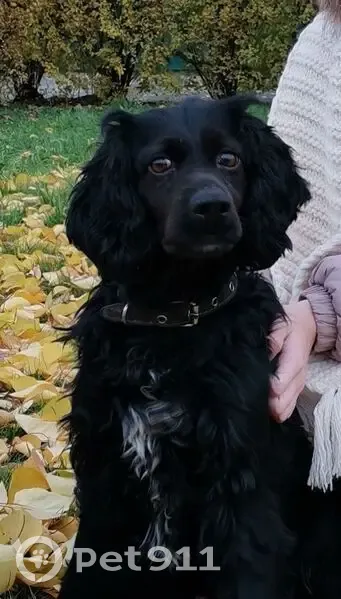 Пропал собака, 11-й Новый переулок, 34, Таганрог - чёрный с белой грудкой - photo