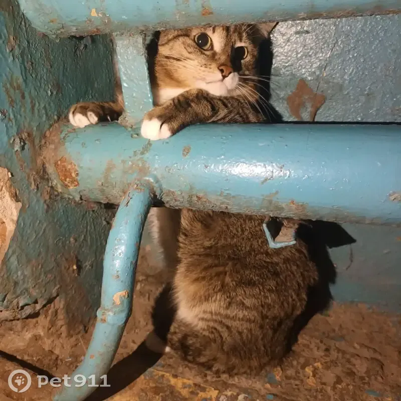 Пропал кот, мужской, Заводская улица, 12, Дивногорск - photo