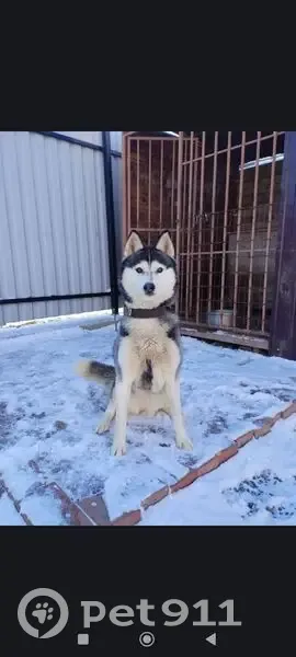 Пропал собака, 5-я Турнирная улица, Ростов-на-Дону - обе в ошейниках - photo