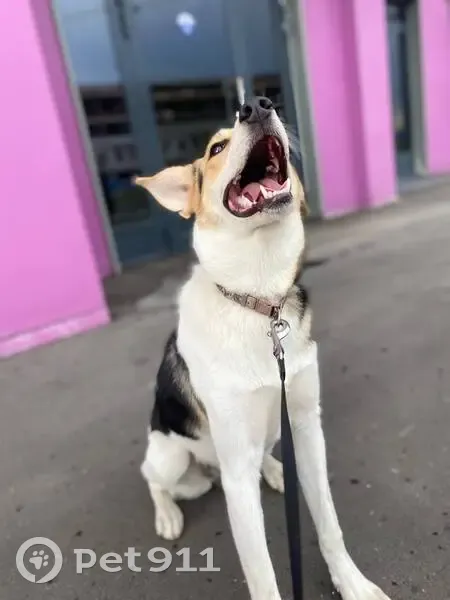 Пропала собака, улица Маршала Ерёменко, 3 к2, Москва - бело-черно-рыжая, возможно ранена - photo