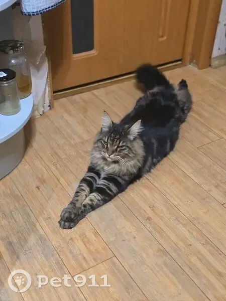 Пропала кошка, Первомайская улица, 109/2, Москва - откликается на имя Клава - photo