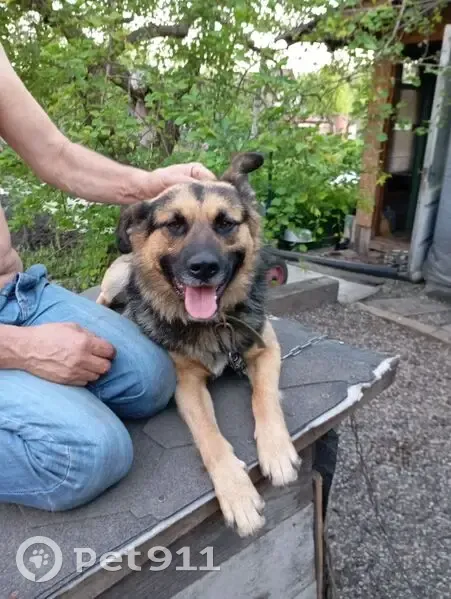 Пропал собака, Лесопарковая улица, Магнитогорск - черный с рыжими опалинами - photo