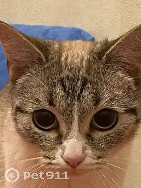 Пропала кошка, улица Чкалова, 18, Козельск - черный хвост - photo