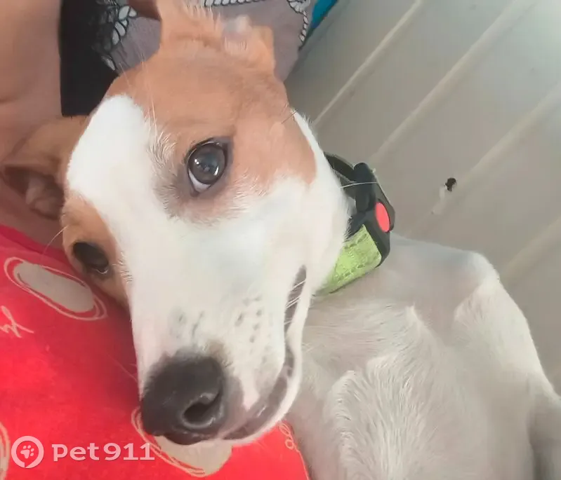 Пропала собака, мужской, Культурная улица, 13/3, Сочи - щенок Арчи, белый с коричневой головой - photo