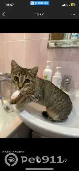Пропала кошка, улица Королёва, 8, Зеленодольск - серо-полосатая с шрамом - photo