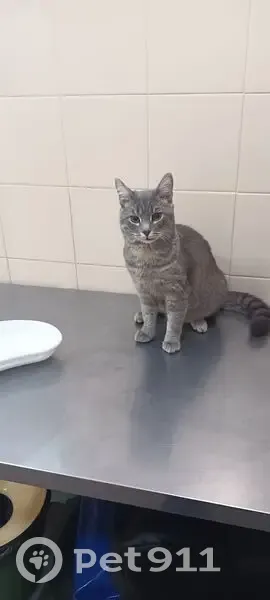 Пропал кот, Мурманская улица, 19, Саратов - полосатый-серый с кривой губой - photo