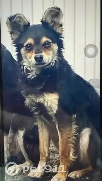 Пропал собака, Мостовской, Краснодарский край - очень игривый, потешный малыш - photo