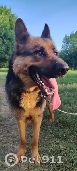 Пропала собака, женский пол, Краснодарская улица, 30/1, Яблоновский - photo