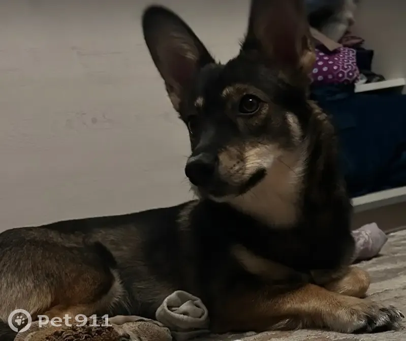 Пропала собака, Раздольная улица, 52, Белово - коричневый с белым, большие стоячие уши - photo