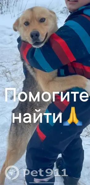 Пропал собака, 61К-039, Ухолово - рыжий с коричневой подпалиной - photo