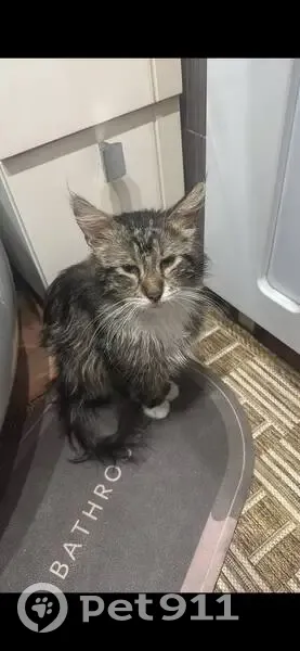 Пропал кот, Гоголевская улица, 96, Мичуринск - серый полосатый - photo