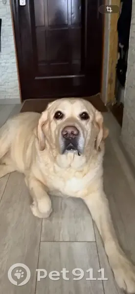 Пропал собака, Северная улица, 17А, Апатиты - хромает, 13 лет - photo