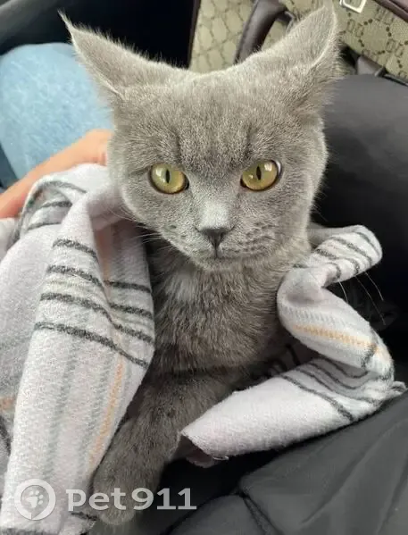 Пропал кот, Южная улица, 26, Сибай - серый с зелёными глазами - photo