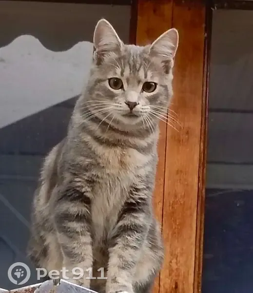 Пропал кот, улица Кирова, 157-159, Нальчик - photo