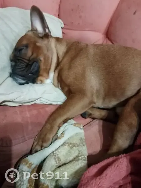 Пропал собака, улица Юных Ленинцев, 14А, Новотроицк - рыжий, очень добрый - photo