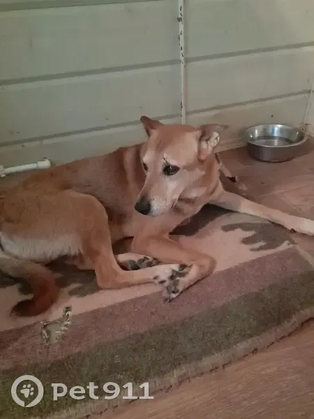 Пропал собака, Щёкино - рыжий окрас, старый пёс - photo