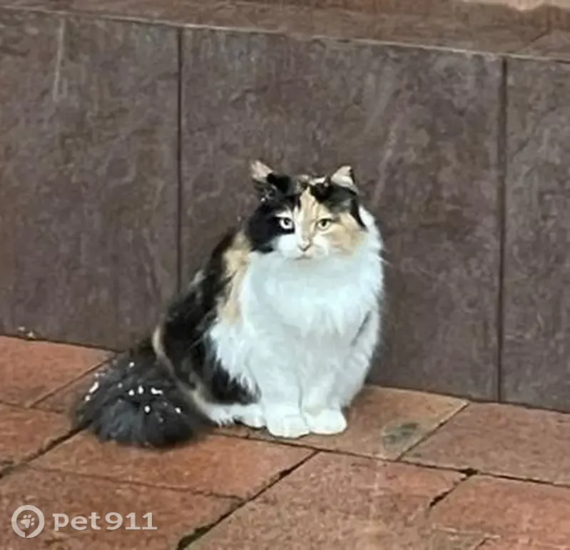 Пропала кошка, улица Механизаторов, Сочи - трёхцветная, пугливая - photo