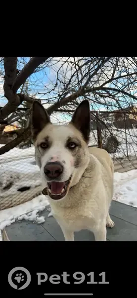 Пропала собака, Ежевичная улица, 23, Казань - photo