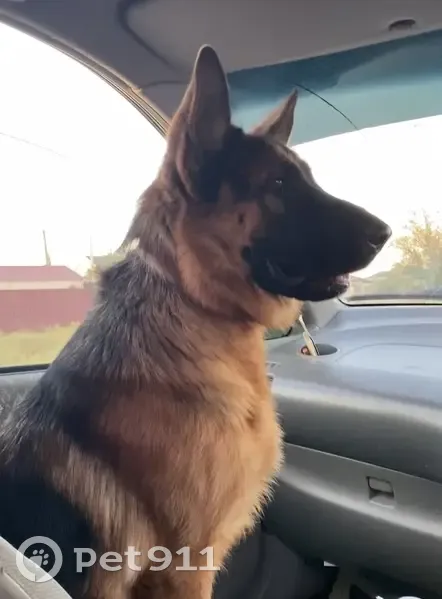 Пропала собака, улица Пушкина, 2, Садовый - очень добрая - photo