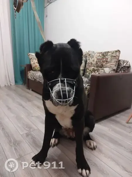 Найдена собака, улица Чкалова, Оренбург - чёрная алабайка без ошейника - photo