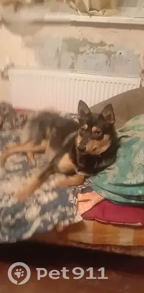 Пропал собака, 41К-760, Красноозёрное сельское поселение - кидался на машины - photo