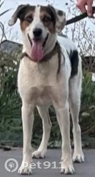 Пропал собака, Казань, Татарстан - окрас белый с пятнами - photo