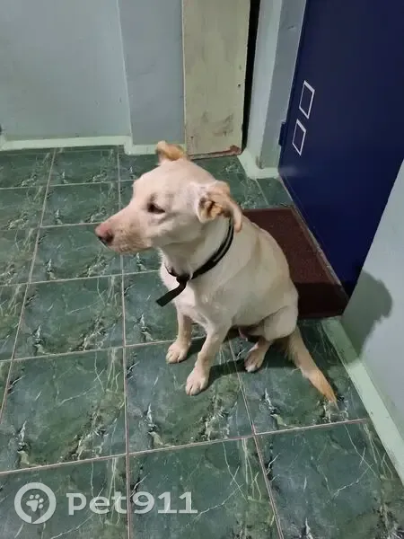 Найдена собака, улица Спиридона Михайлова, 1, Чебоксары - белая, ошейник с полоской - photo