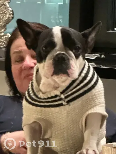 Пропала собака, женский пол, улица Михаила Якушина, Москва - черно-белый окрас - photo