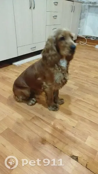 Пропал собака, Торговая улица, 1, Назарово - рыжий окрас, 1 год - photo