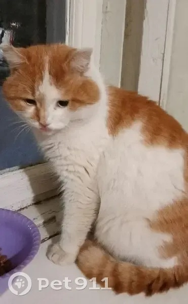 Пропал кот, улица Полежаева, 101, Саранск - сломан кончик хвоста - photo