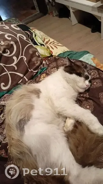 Пропал кот, улица 15-й Гвардейской Кавалерийской Дивизии, 42, Бийск - пушистый хвост, отзывается Сёма - photo