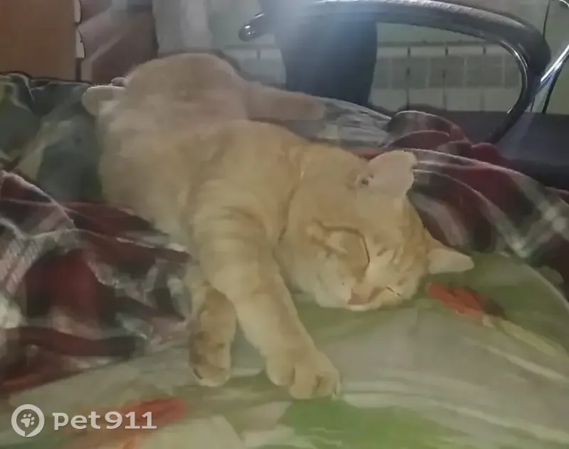 Пропал кот, Ударная улица, 28, Бийск - Алекс, 8 лет - photo