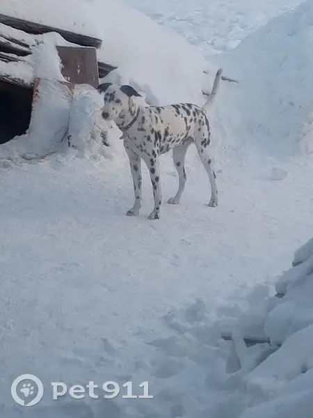 Пропал собака, Западная улица, Канск - ласковый далматинец - photo