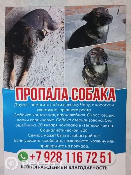 Пропала собака, женский пол, Социалистическая улица, 206, Ростов-на-Дону - photo